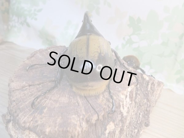 画像3: ☆新成虫☆D.H.ヘラクレス♂138ミリ♀62ミリペア販売!! (3)