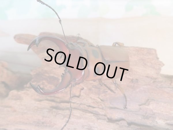 画像2: 新成虫☆WF1☆グラディアトールメンガタクワガタ♂53ミリ♀35ミリペア販売！！ (2)