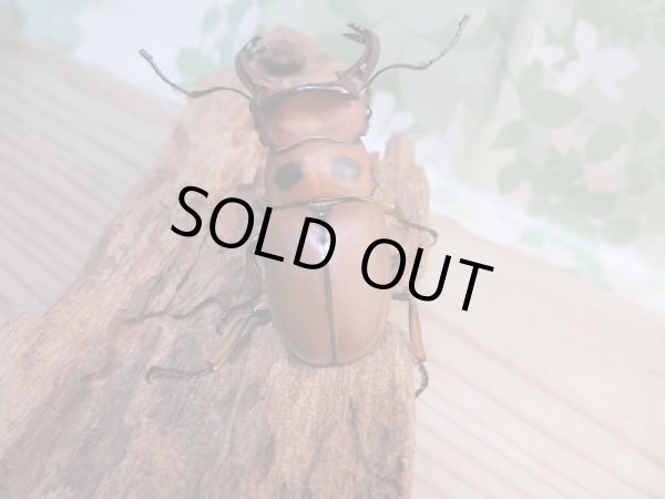 画像3: 新成虫☆WF1☆グラディアトールメンガタクワガタ♂53ミリ♀35ミリペア販売！！ (3)