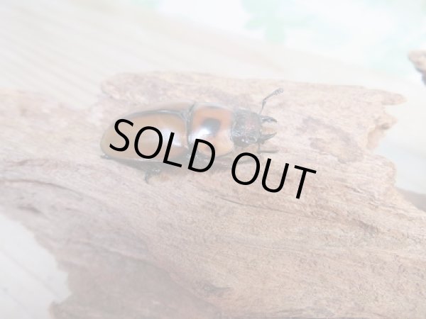 画像4: 新成虫☆WF1☆グラディアトールメンガタクワガタ♂53ミリ♀35ミリペア販売！！ (4)