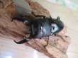 画像2: 新成虫☆F2☆パラワンオオヒラタクワガタ♂91ミリ♀45ミリ＋♀45ミリトリオ販売！！ (2)