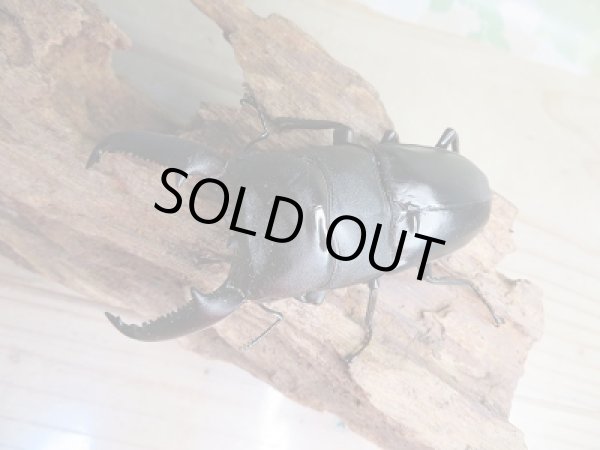 画像2: 新成虫☆F2☆パラワンオオヒラタクワガタ♂91ミリ♀45ミリ+♀45ミリトリオ販売!! (2)