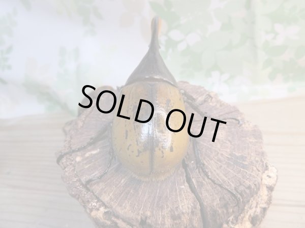 画像3: 稀少新成虫☆F2☆D.H.モリシマイ♂105ミリ♀60ミリペア販売!! (3)