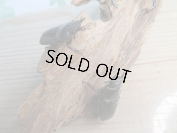 画像4: 新成虫☆F2☆パラワンオオヒラタクワガタ♂91ミリ♀45ミリ+♀45ミリトリオ販売!! (4)