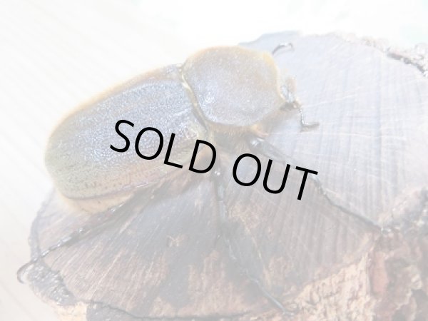 画像4: ☆新成虫☆D.H.ヘラクレス♂138ミリ♀62ミリペア販売!! (4)