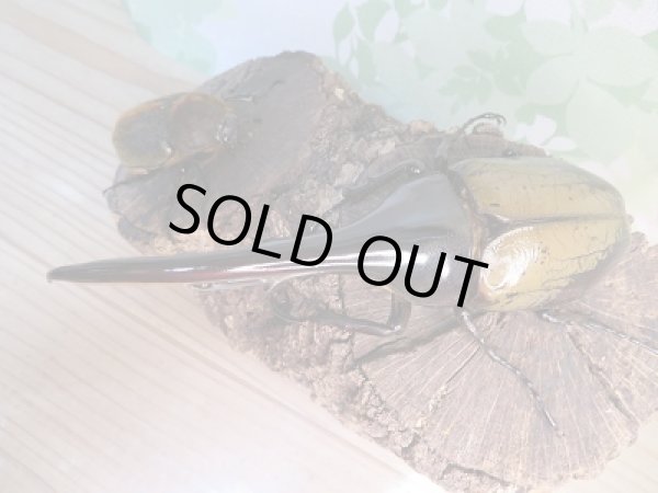 画像2: ☆新成虫☆D.H.ヘラクレス♂138ミリ♀62ミリペア販売!! (2)