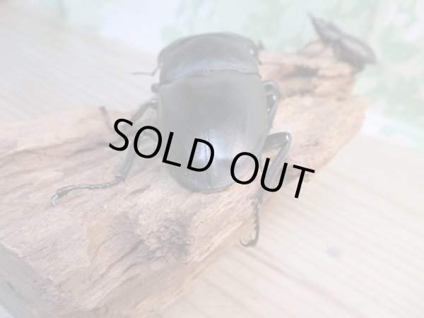 画像3: 新成虫☆F2☆パラワンオオヒラタクワガタ♂91ミリ♀45ミリ+♀45ミリトリオ販売!! (3)