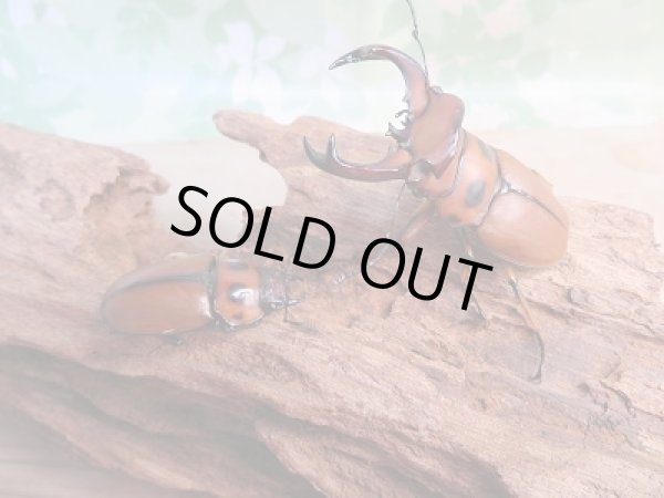 画像5: 新成虫☆WF1☆グラディアトールメンガタクワガタ♂53ミリ♀35ミリペア販売！！ (5)