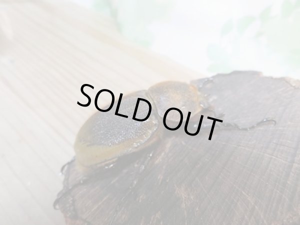 画像4: 稀少新成虫☆F2☆D.H.モリシマイ♂105ミリ♀60ミリペア販売!! (4)