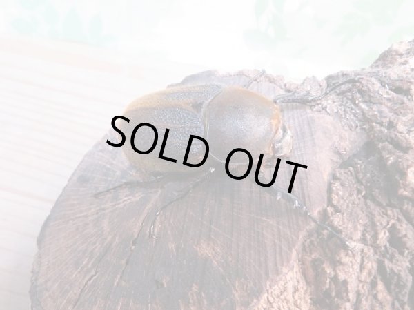 画像4: ☆新成虫☆D.H.ヘラクレス♂-A´92ミリ♀フリーサイズペア販売!! (4)