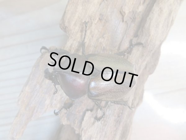 画像2: 人気種★新成虫★フンボルトヒナカブト♂46ミリ♀43ミリペア販売!! (2)