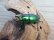 画像1: ☆新成虫☆インスラリスキンイロクワガタ♂♀フリーサイズ新成虫ペア販売！！ (1)