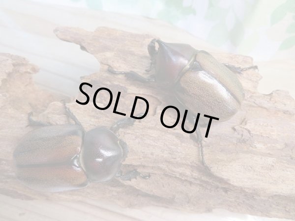 画像5: 人気種★新成虫★フンボルトヒナカブト♂46ミリ♀43ミリペア販売!! (5)