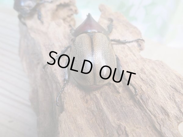 画像3: 人気種★新成虫★フンボルトヒナカブト♂43ミリ♀40ミリペア販売!! (3)