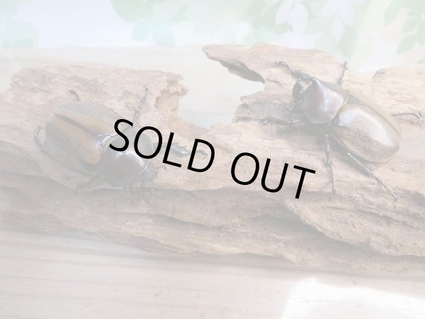 画像5: 人気種★新成虫★フンボルトヒナカブト♂43ミリ♀40ミリペア販売!! (5)