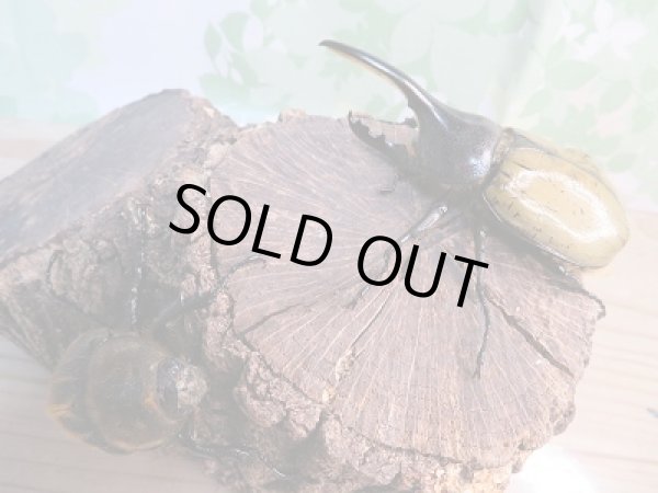 画像5: ☆新成虫☆D.H.ヘラクレス♂-A´92ミリ♀フリーサイズペア販売!! (5)