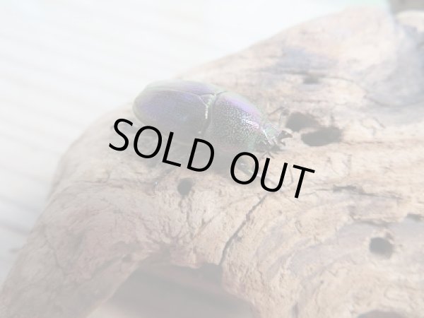 画像4: ☆新成虫☆インスラリスキンイロクワガタ♂♀フリーサイズ新成虫ペア販売!! (4)