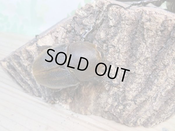 画像4: ☆新成虫☆D.H.ヘラクレス♂98ミリ♀フリーサイズペア販売!! (4)