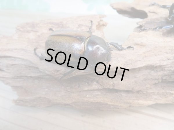 画像4: 人気種★新成虫★フンボルトヒナカブト♂43ミリ♀40ミリペア販売!! (4)