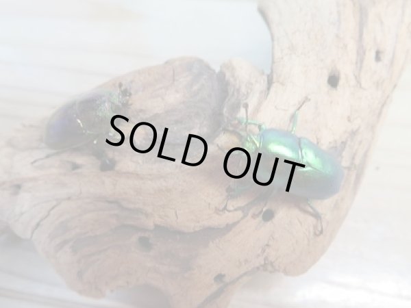 画像5: ☆新成虫☆インスラリスキンイロクワガタ♂♀フリーサイズ新成虫ペア販売!! (5)