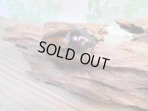 画像4: 人気種★新成虫★フンボルトヒナカブト♂46ミリ♀43ミリペア販売!! (4)