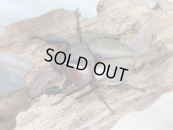 画像2: 人気種★新成虫★フンボルトヒナカブト♂43ミリ♀40ミリペア販売!! (2)