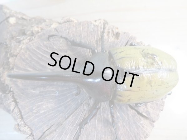 画像2: ☆新成虫☆D.H.ヘラクレス♂-A´92ミリ♀フリーサイズペア販売!! (2)