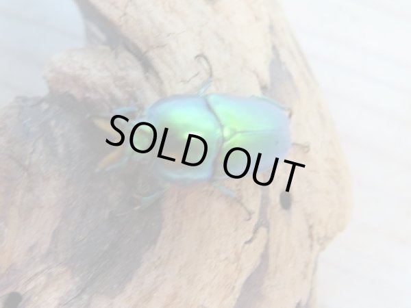 画像2: ☆新成虫☆インスラリスキンイロクワガタ♂♀フリーサイズ新成虫ペア販売!! (2)