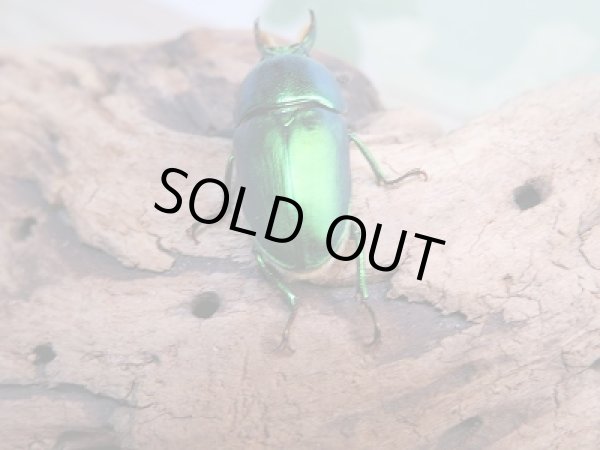 画像3: ☆新成虫☆インスラリスキンイロクワガタ♂♀フリーサイズ新成虫ペア販売!! (3)