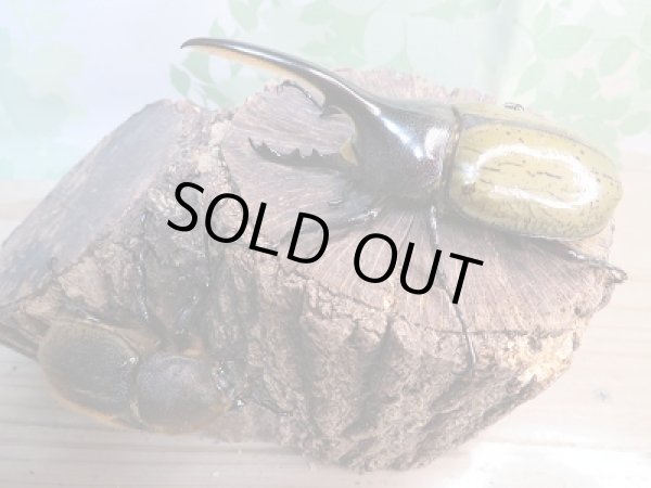 画像5: ☆新成虫☆D.H.ヘラクレス♂98ミリ♀フリーサイズペア販売!! (5)