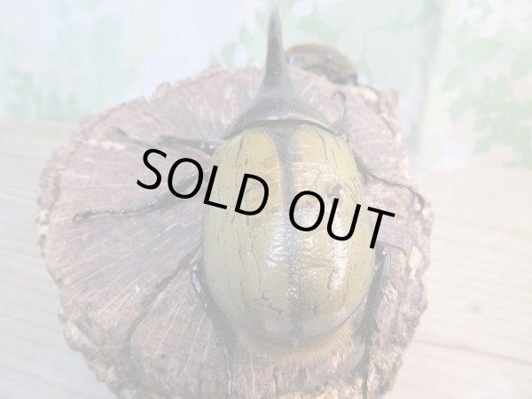 画像3: ☆新成虫☆D.H.ヘラクレス♂-A´92ミリ♀フリーサイズペア販売!! (3)