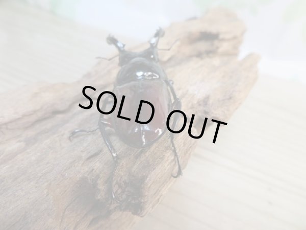 画像3: 新成虫☆別血統WF1☆オーベルチュールクロツヤシカクワガタ♂50ミリ♀フリーサイズペア販売！！ (3)