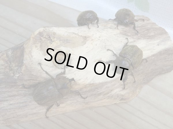 画像3: ☆新成虫☆サビイロカブト♂♀フリーサイズペア販売!! (3)