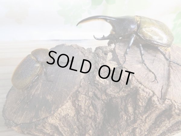 画像5: ☆新成虫☆D.H.ヘラクレス♂92ミリ♀フリーサイズペア販売!! (5)