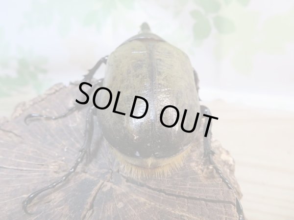 画像3: ☆新成虫☆D.H.ヘラクレス♂92ミリ♀フリーサイズペア販売!! (3)