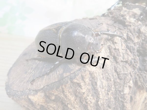 画像4: ☆新成虫☆ネプチューンオオカブト♂128ミリ♀70ミリペア販売!! (4)