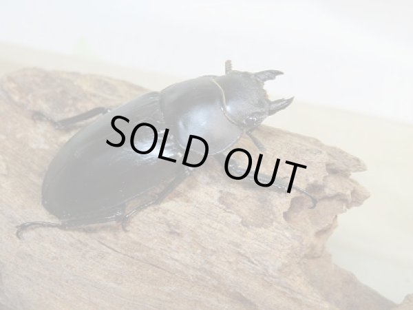 画像4: ☆大型新成虫☆フォルスターフタマタクワガタ（原名亜種）♂80ミリ♀43ミリペア販売！！ (4)