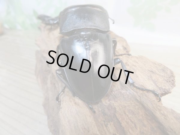 画像3: ☆新成虫☆パラワンオオヒラタクワガタ♂99ミリ♀46.5ミリ+♀43ミリトリオ販売!! (3)