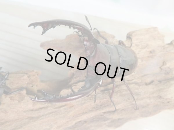 画像2: ☆大型新成虫☆フォルスターフタマタクワガタ（原名亜種）♂80ミリ♀43ミリペア販売！！ (2)