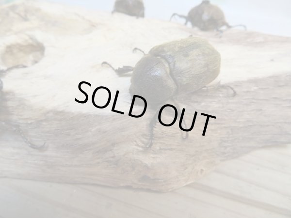 画像2: ☆新成虫☆サビイロカブト♂♀フリーサイズペア販売!! (2)