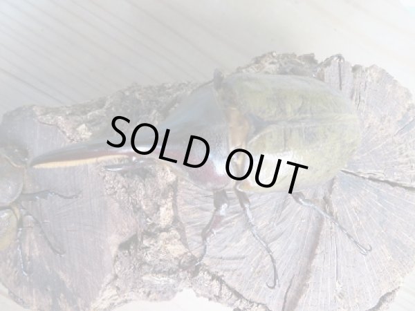 画像2: ☆新成虫☆D.H.ヘラクレス♂92ミリ♀フリーサイズペア販売!! (2)