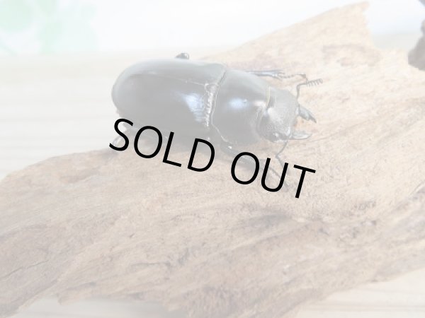 画像4: ☆新成虫☆フォルスターフタマタクワガタ（亜種キヨタミ）♂77ミリ♀45ミリペア販売！！ (4)