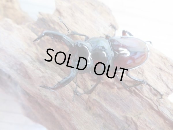 画像2: 新成虫☆別血統WF1☆オーベルチュールクロツヤシカクワガタ♂50ミリ♀フリーサイズペア販売！！ (2)