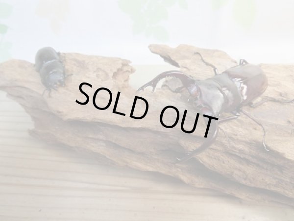 画像5: ☆新成虫☆フォルスターフタマタクワガタ（亜種キヨタミ）♂77ミリ♀45ミリペア販売！！ (5)