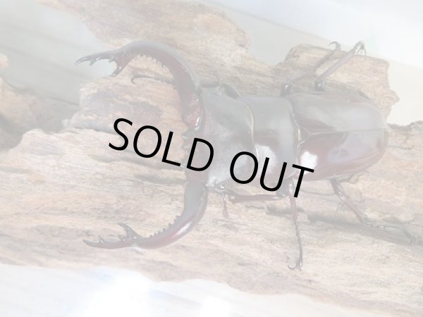 画像2: ☆新成虫☆フォルスターフタマタクワガタ（亜種キヨタミ）♂77ミリ♀45ミリペア販売！！ (2)