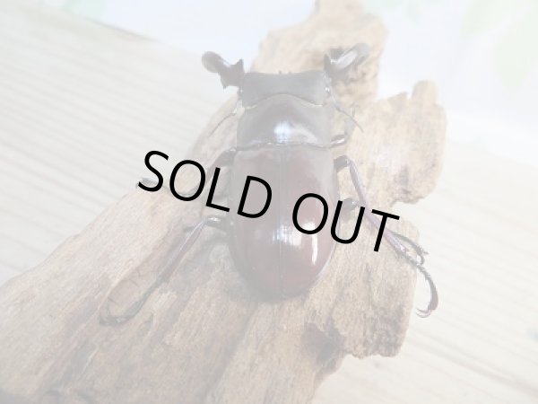 画像3: ☆新成虫☆フォルスターフタマタクワガタ（亜種キヨタミ）♂77ミリ♀45ミリペア販売！！ (3)