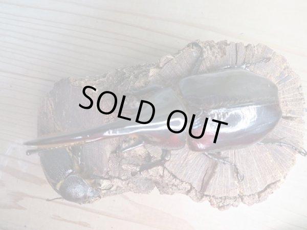 画像2: ☆新成虫☆ネプチューンオオカブト♂128ミリ♀70ミリペア販売!! (2)