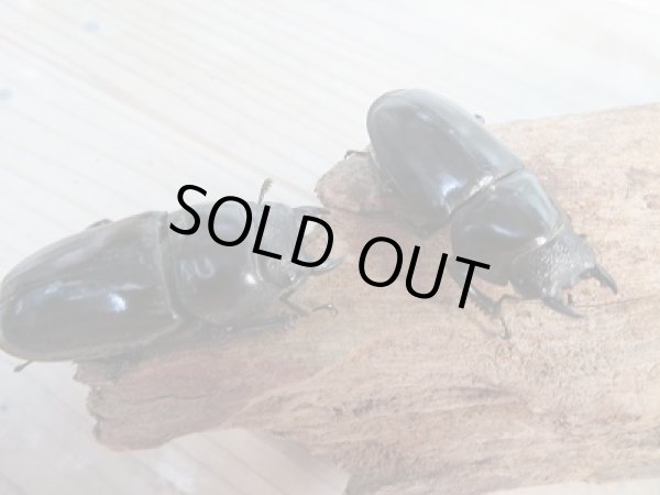 画像4: ☆新成虫☆パラワンオオヒラタクワガタ♂99ミリ♀46.5ミリ+♀43ミリトリオ販売!! (4)