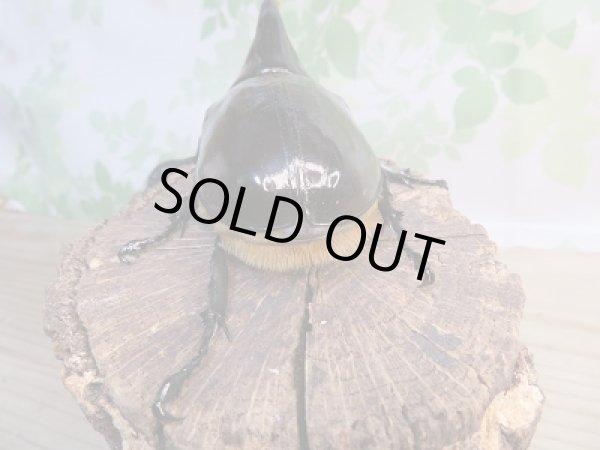 画像3: ☆新成虫☆ネプチューンオオカブト♂128ミリ♀70ミリペア販売!! (3)