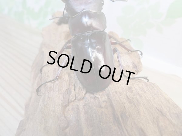 画像3: ☆大型新成虫☆フォルスターフタマタクワガタ（原名亜種）♂80ミリ♀43ミリペア販売！！ (3)